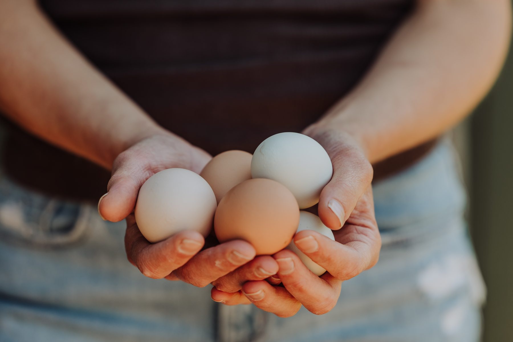 Fresh eggs gathered from the farm